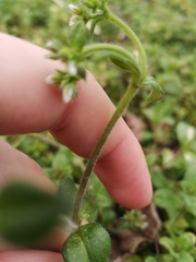 Cerastium glomeratum