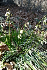 Anthoxanthum australe