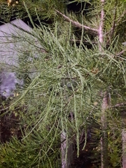 Cupressus pendula