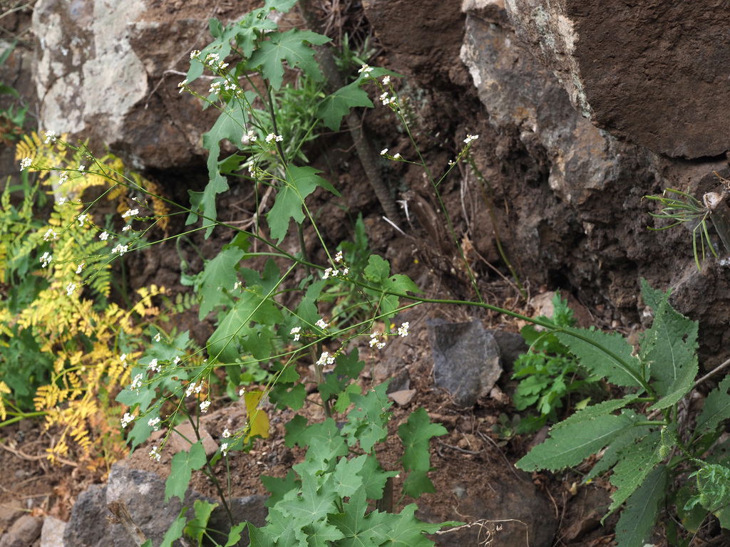 Crambe pritzelii