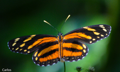 Eresia phillyra phillyra