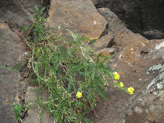 Descurainia preauxiana