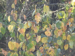 Tilia americana mexicana