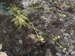 Descurainia preauxiana