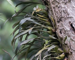 Coelogyne breviscapa