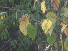 Tilia americana mexicana