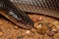 Atractaspis bibronii