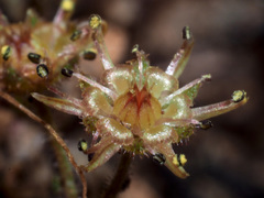 Monanthes brachycaulos image