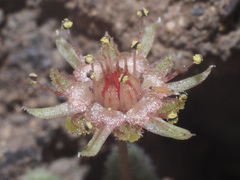 Monanthes brachycaulos image