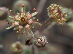 Monanthes brachycaulos image