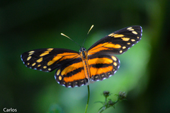 Eresia phillyra phillyra