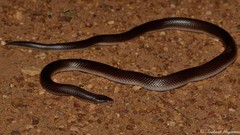 Atractaspis bibronii