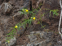 Kickxia pendula