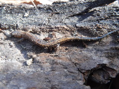 Plethodon cinereus