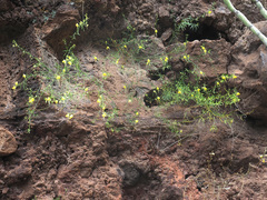 Kickxia pendula