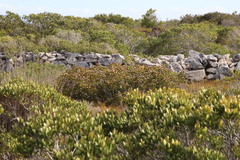 Leucadendron muirii