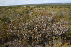 Leucadendron muirii