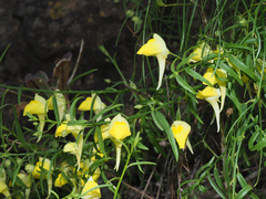 Kickxia pendula