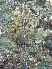 Tilia americana mexicana