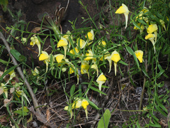 Kickxia pendula