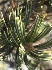 Pinus juarezensis × monophylla
