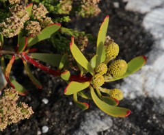 Leucadendron muirii