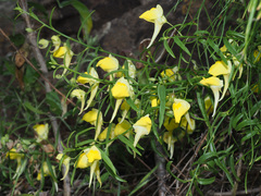 Kickxia pendula
