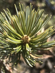 Pinus juarezensis × monophylla
