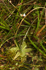 Pinguicula lusitanica