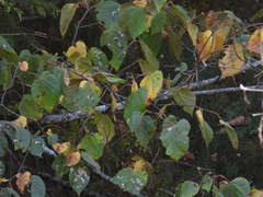 Tilia americana mexicana