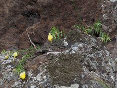 Kickxia pendula