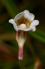 Pinguicula lusitanica