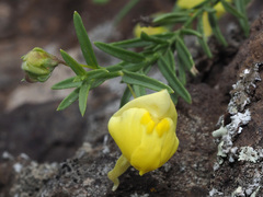 Kickxia pendula