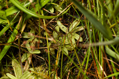 Pinguicula lusitanica