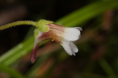 Pinguicula lusitanica