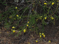 Kickxia pendula