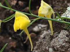 Kickxia pendula