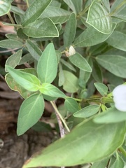 Justicia protracta protracta