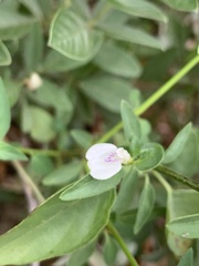 Justicia protracta protracta