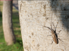 Neoptychodes trilineatus