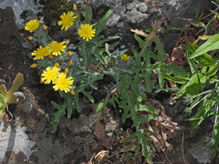 Andryala pinnatifida