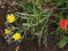 Andryala pinnatifida