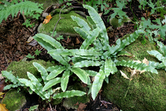 Asplenium scolopendrium americanum