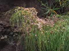 Cuscuta planiflora