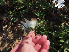 Dimorphotheca nudicaulis