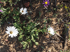 Dimorphotheca nudicaulis