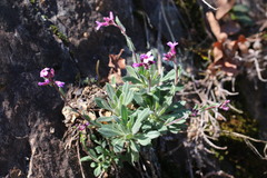 Boechera breweri shastaensis