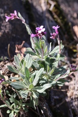 Boechera breweri shastaensis