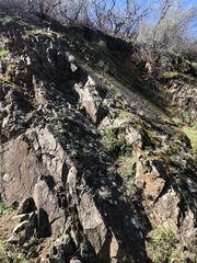 Boechera breweri shastaensis