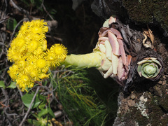 Aeonium aureum